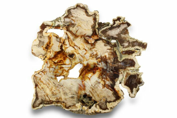 Funky Petrified Wood (Cypress) Slab - Saddle Mountain, WA #258224